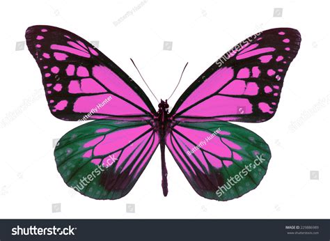 Beautiful Pink Butterfly Isolated On White Stock Photo