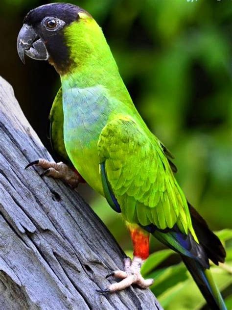 Nanday Conure Facts Care As Pets Temperament Pictures