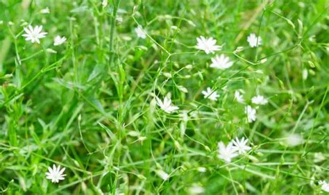 Top 10 Types Of Weeds In North Texas