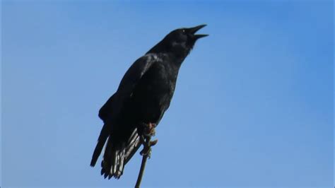 American Crows Calling Youtube