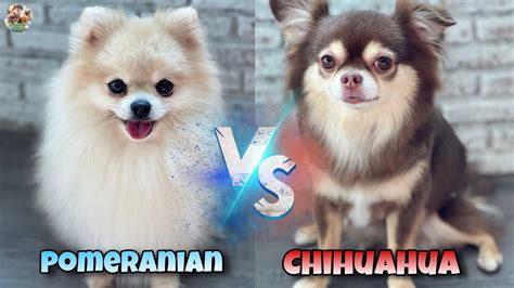 Chihuahua Vs Pomeranian Fast Eating Race The Dogs Eating Challenge