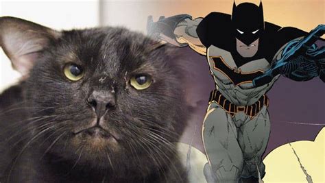 4 Eared Batman Cat Adopted By Girl Who Loves Superheroes