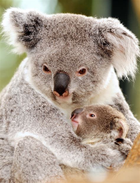 48 Baby Koala Wallpaper On Wallpapersafari