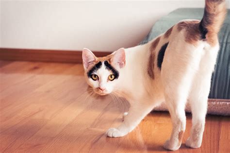 your cat is trying to tell you something when it shows its butt