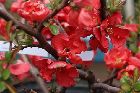 Texas Scarlet Flowering Quince Chaenomeles Speciosa ‘texas Scarlet