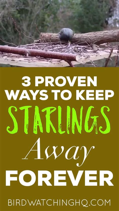 There are 4 effective ways you can get rid of grackles even the largest of the woodpeckers can get to the suet with ease. 3 Proven Ways To Get Rid of Starlings TODAY Video | Bird ...