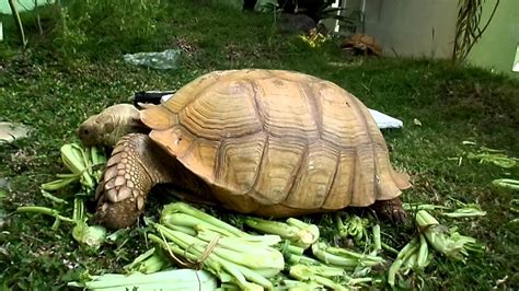 Feeding Sulcata Tortoises Adult Youtube