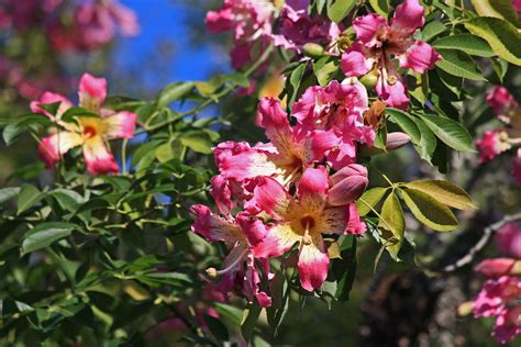 Plantanswers Plant Answers Fall Flowering Tree In San Antonio Silk