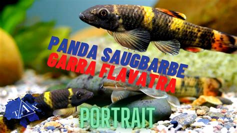 Garra Flavatra I Panda Saugbarbe I Tax Youtube