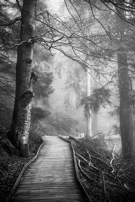 Divine Forest Photograph By Philippe Sainte Laudy Fine Art America