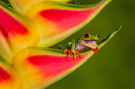 Animal Red Eyed Tree Frog 4k Ultra Hd Wallpaper