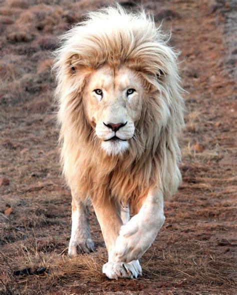 The Mane Attraction King Lion Shows Off All Its Beauty In South