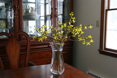 The First Blooms Of Spring How And When To Prune Forsythia Bushes