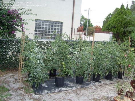 Florida Weave To Trellis Tomatoes In Containers Garden Trellis