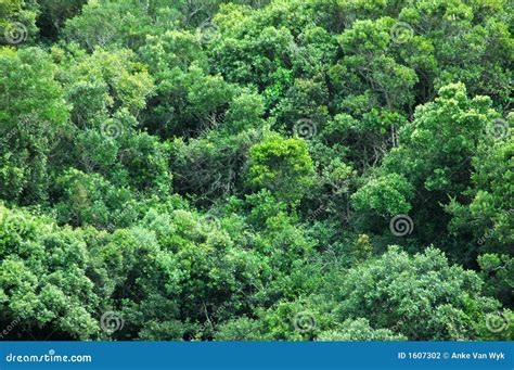 Fondo De La Selva Tropical Fotografía De Archivo Imagen 1607302