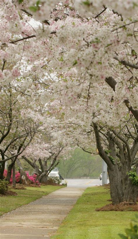 In just one click you can send awesome scented aura of flowers in macon georgia usa to your closest ones to adore their party places. Welcome to Macon, GA: Cherry Blossom Capital of the World ...