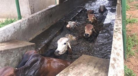 Cattle Dipping Disturbed By Low Rains The Manicapost