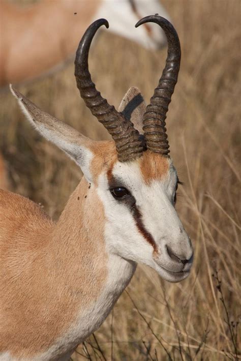 Wir begrüßen sie als interessierten leser zum großen vergleich. Springbok - Antidorcas marsupialis (With images) | South ...