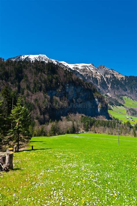 Swiss Alps Stock Image Image Of Dandelion Alps Europe 32231277