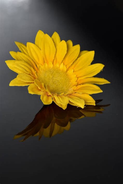 Yellow Flower On Black Background With Reflection Stock Photo Image