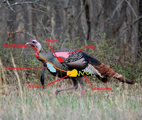 Turkey Anatomy What The What Strutting