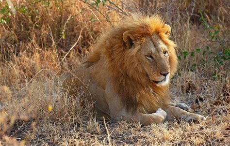 Big Cat Poacher Eaten By Lions He Was Trying To Hunt