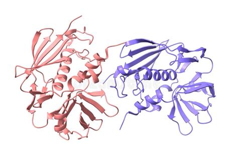 Estructura De La Enterotoxina K De Staphylococcus Aureus Stock De