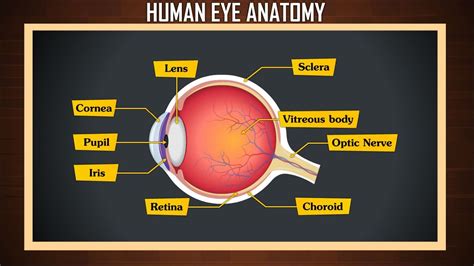 Human Eyeball Anatomy