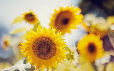 Sunflower Screensavers ~ Sunflower Sunset Field Summer Royalty