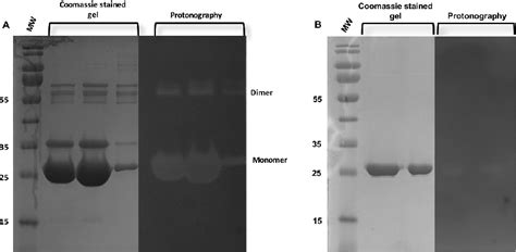 Non Reducing Sds Page And In Gel Carbonic Anhydrase Activity Assay A