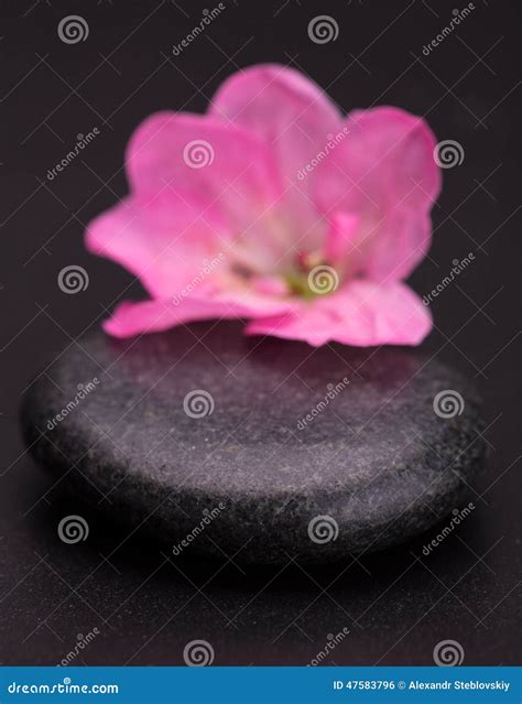 Stone And Petal Stock Photo Image Of Pink Purity Drop 47583796