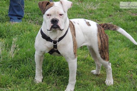 Please be patient while we seek out the perfect puppy for you, we probably won't provide pictures in our first reply to you, as we will be busy contacting the vast network of breeders. Puppies for Sale from Brickhouse American Bulldogs Of Central California - Member since March 2012