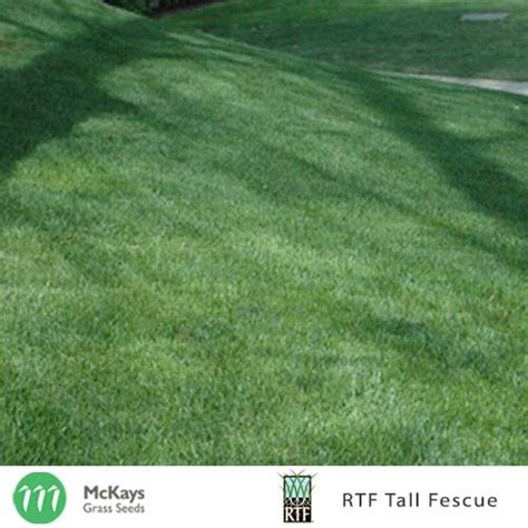 Rtf Tall Fescue Seed Mckays Grass Seeds