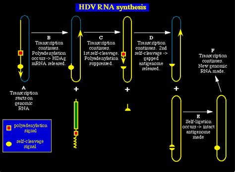 Adenosine deaminase that acts on rna (adar). replication.html