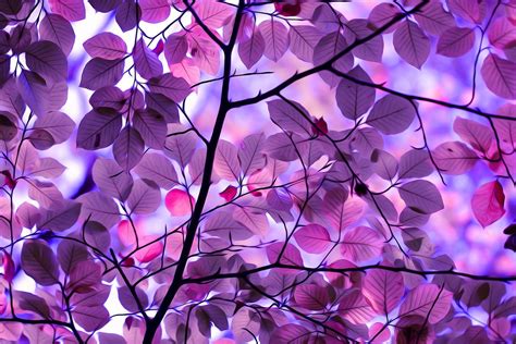 Free Download Hd Wallpaper Nature Trees Pink Branch Leaves Digital