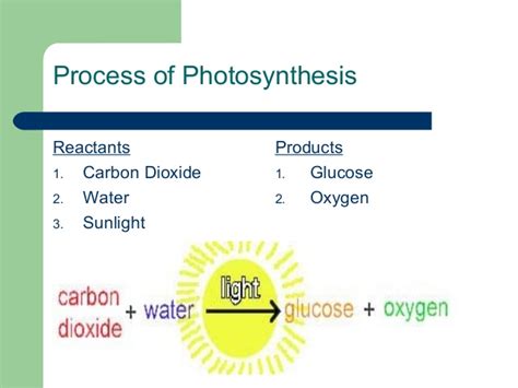 The light energy is no longer consumed and is not needed at this stage. Photosynthesis and respiration