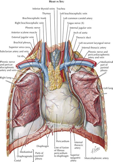 Thoracic Anatomy Diagram