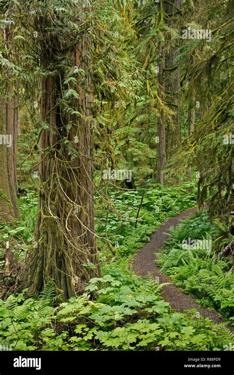 WA WASHINGTON Old Mine Trail Accessed From The Carbon River