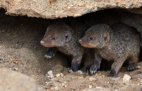 Mongoose High Definition Wallpaper 75154 Baltana