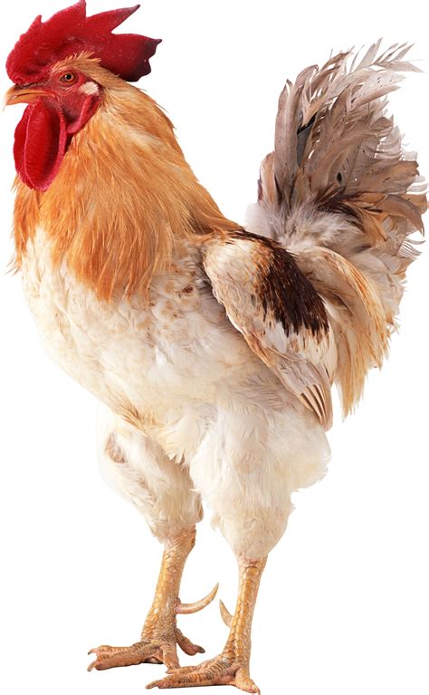 Collection Of Cock Hd Png Pluspng