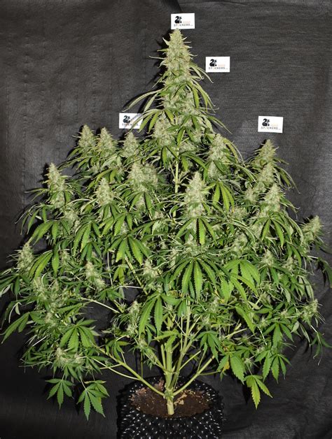 Northern Lights Autoflower Seeds With High Thc Review Weedstockers