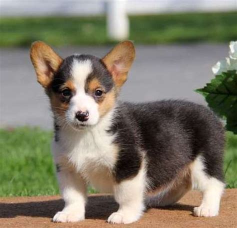 All puppies will be sold fr… pembroke welsh corgi puppies avaliable now. Pembroke Welsh Corgi Puppies For Sale | Jersey City, NJ ...