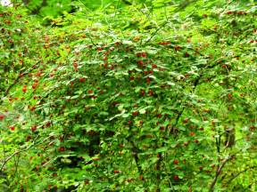 Red Huckleberries Pacific Northwest Gohikingca