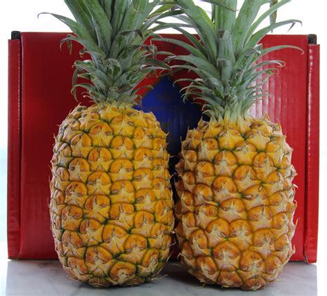 Fresh Hawaiian Pineapples 2 Large Free Shipping Hawaiian Crown