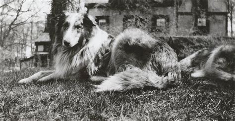 Gray Dawn And Back Of Sunnybank House Rough Collie Collie Dog Scotch