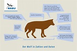 Zahlen, Daten und Fakten zum Wolf - NABU