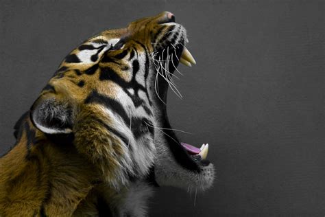 Photo Of Bengal Tiger Roaring Hd Wallpaper Wallpaper Flare