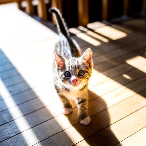 Growing Up Kitten Outdoor Photoshoot