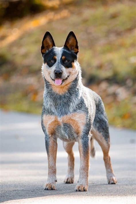 Red Heeler Vs Blue Heeler What Is The Difference Wiki Point