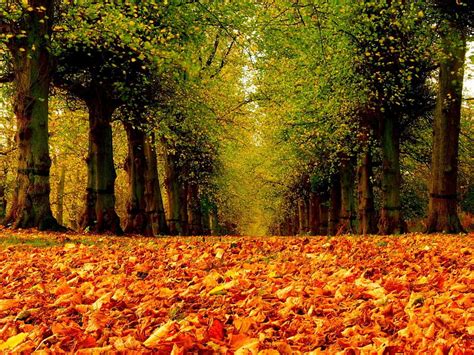 Autumn Forest Fall Leaves Woods Autumn Splendor Nature Trees Hd